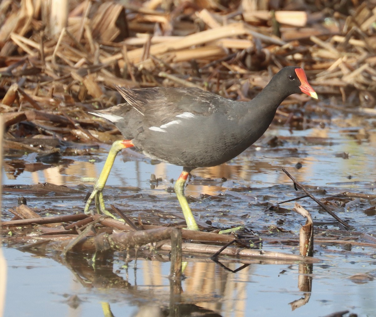 Common Gallinule - ML622508083