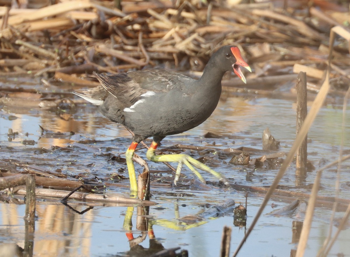 Common Gallinule - ML622508085