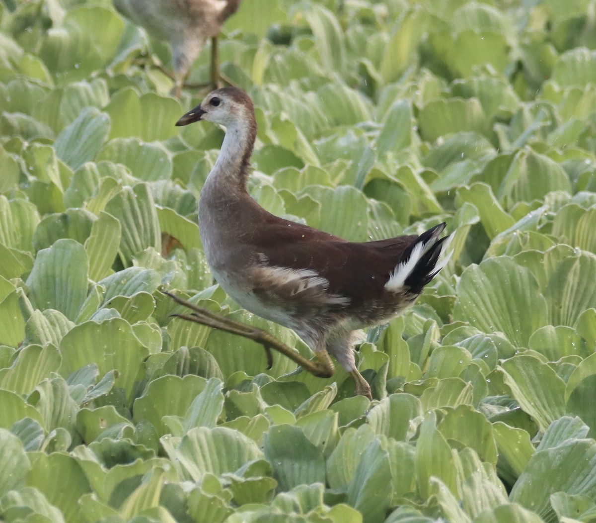 Common Gallinule - Mark Ross