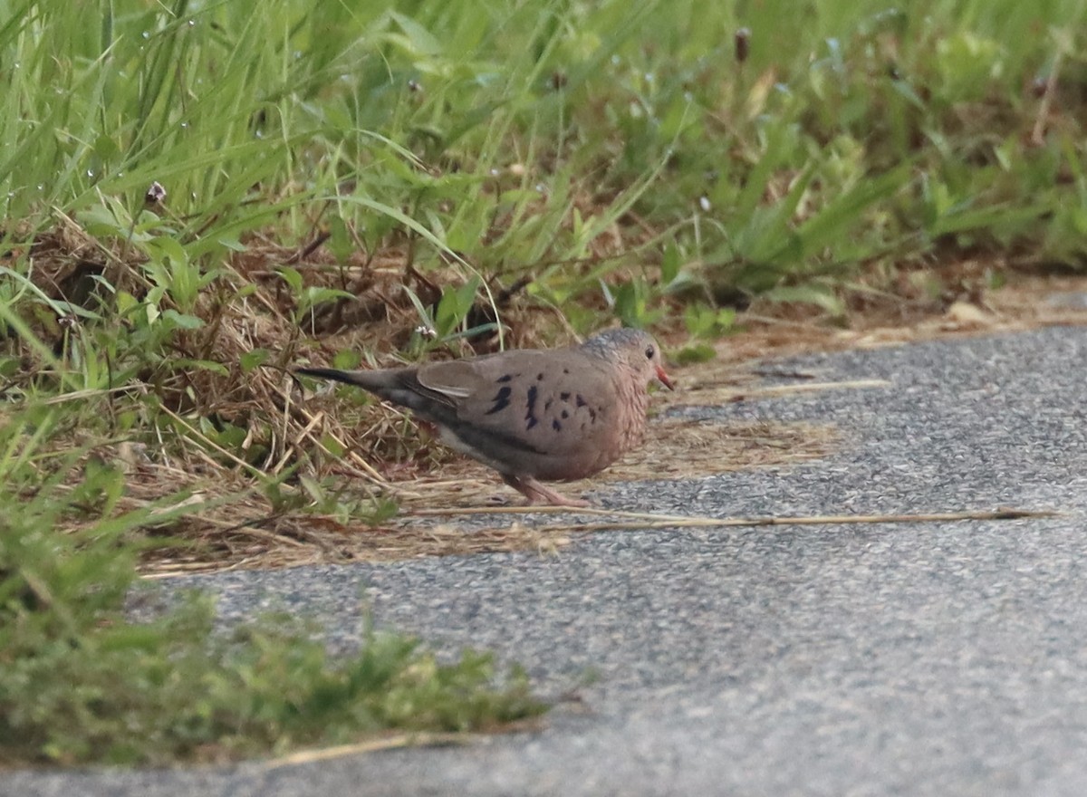 Common Ground Dove - ML622508097