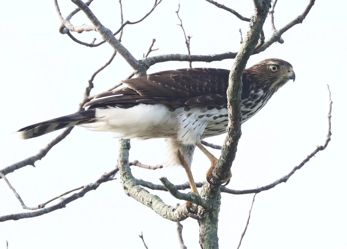 Cooper's Hawk - ML622508102