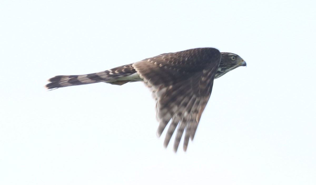 Cooper's Hawk - ML622508105