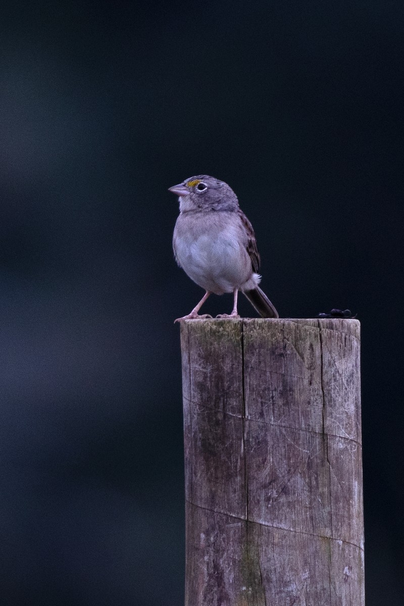 Grassland Sparrow - ML622508109