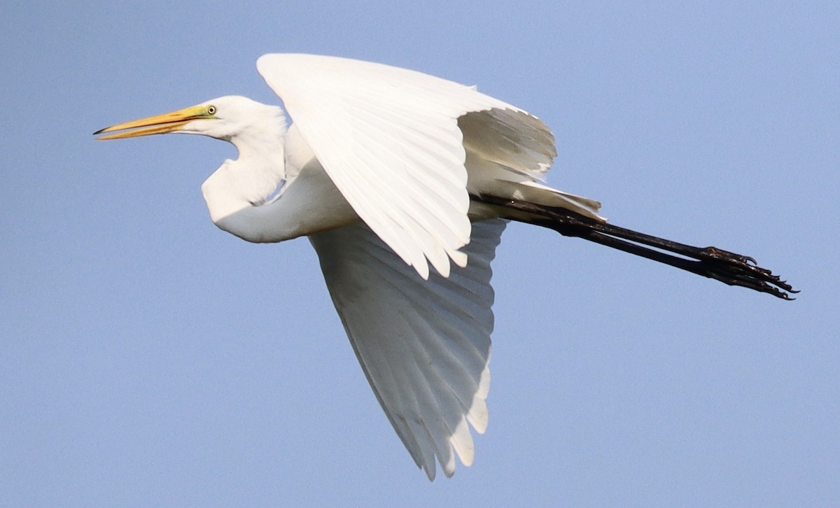 Great Egret - ML622508117