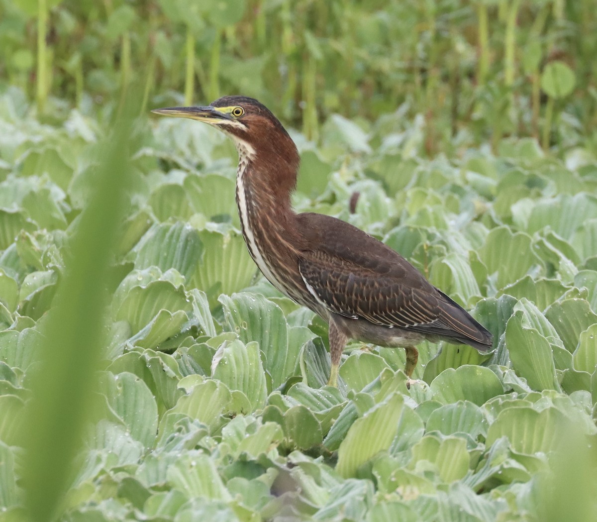 Green Heron - ML622508122