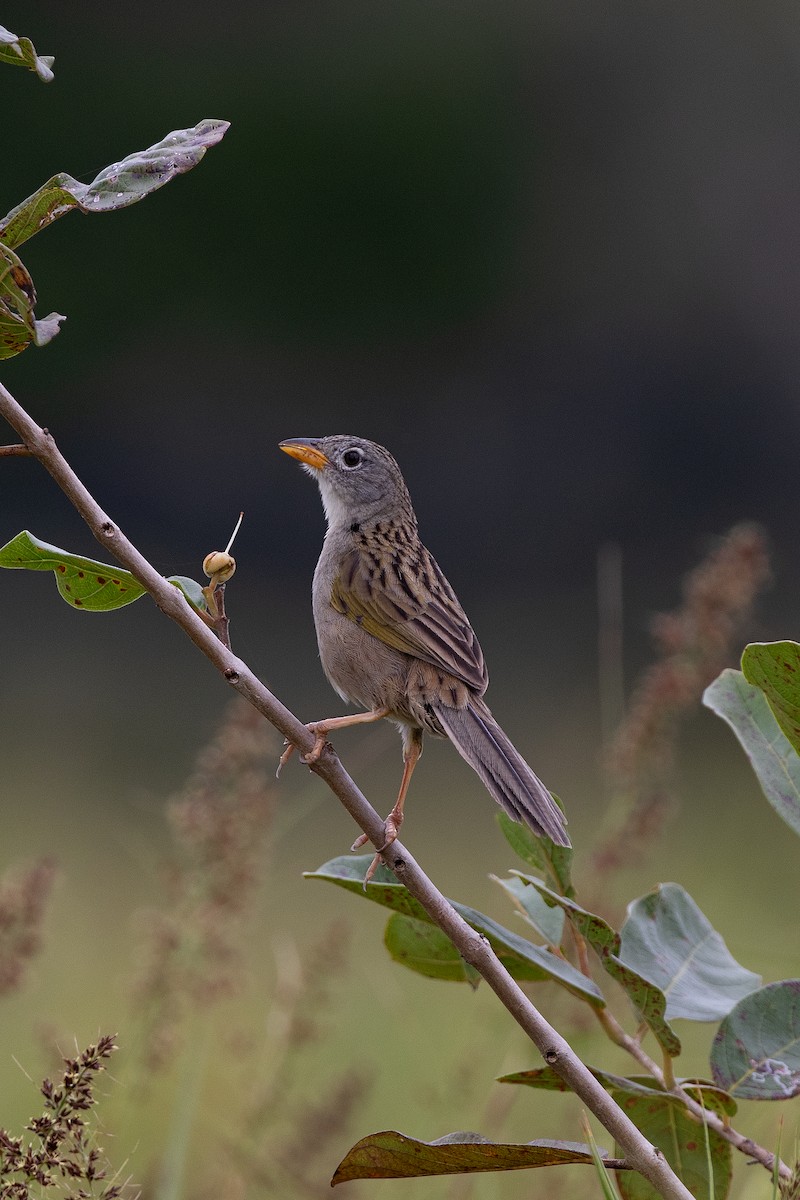 Wedge-tailed Grass-Finch - ML622508126