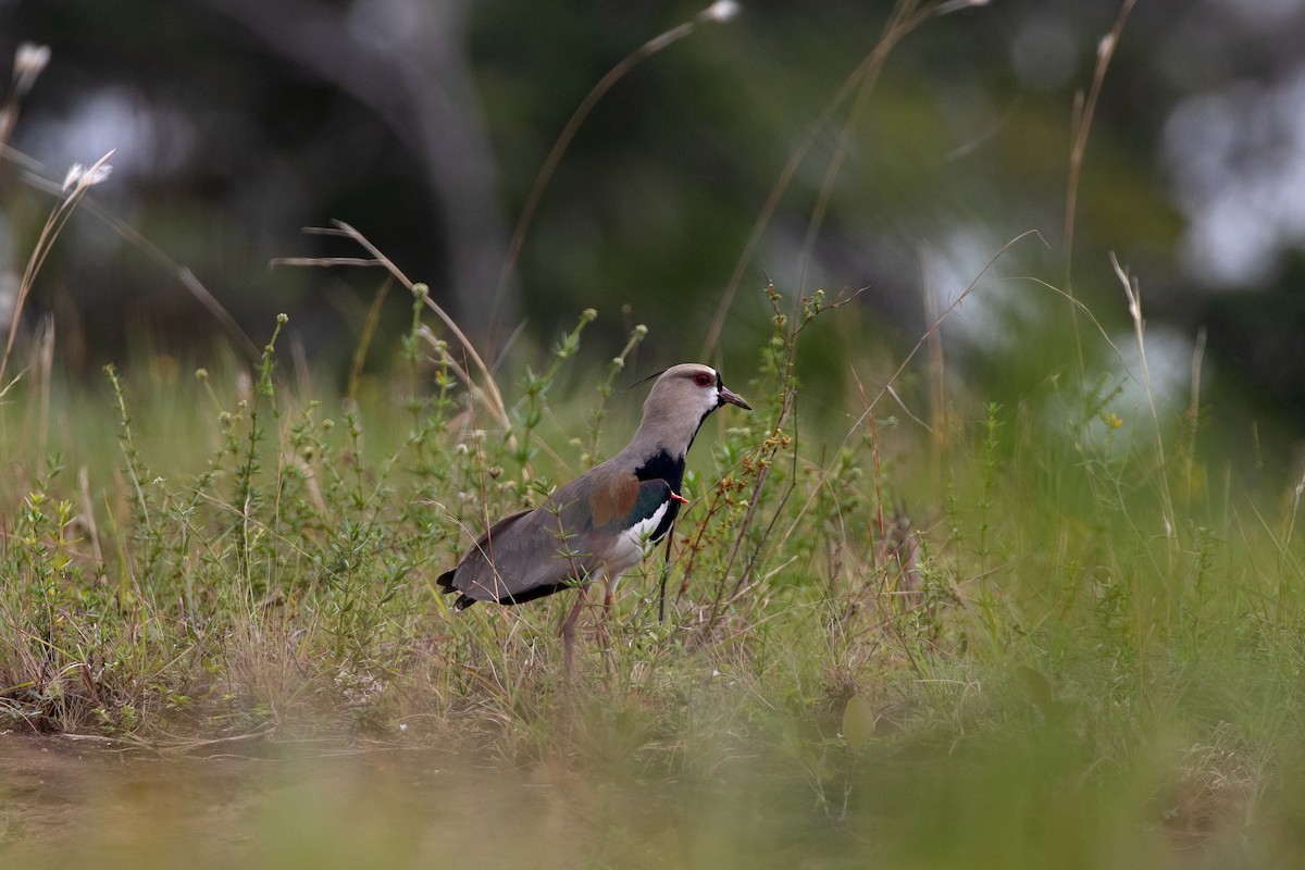 Southern Lapwing - ML622508129