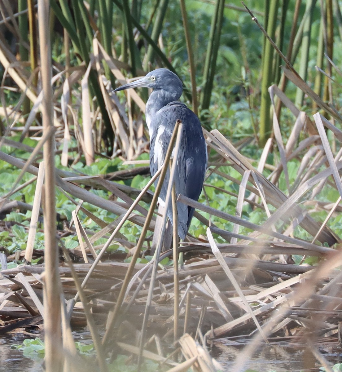 Little Blue Heron - ML622508130