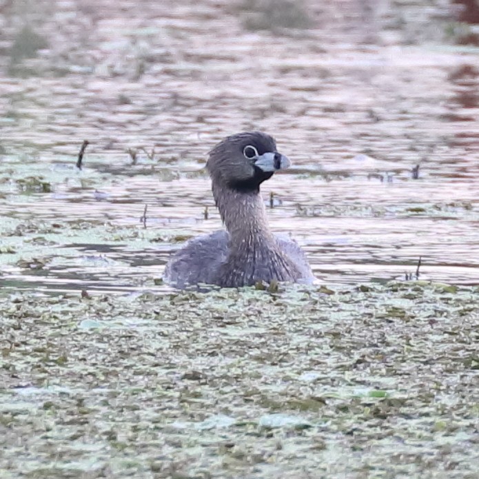 Pied-billed Grebe - ML622508135