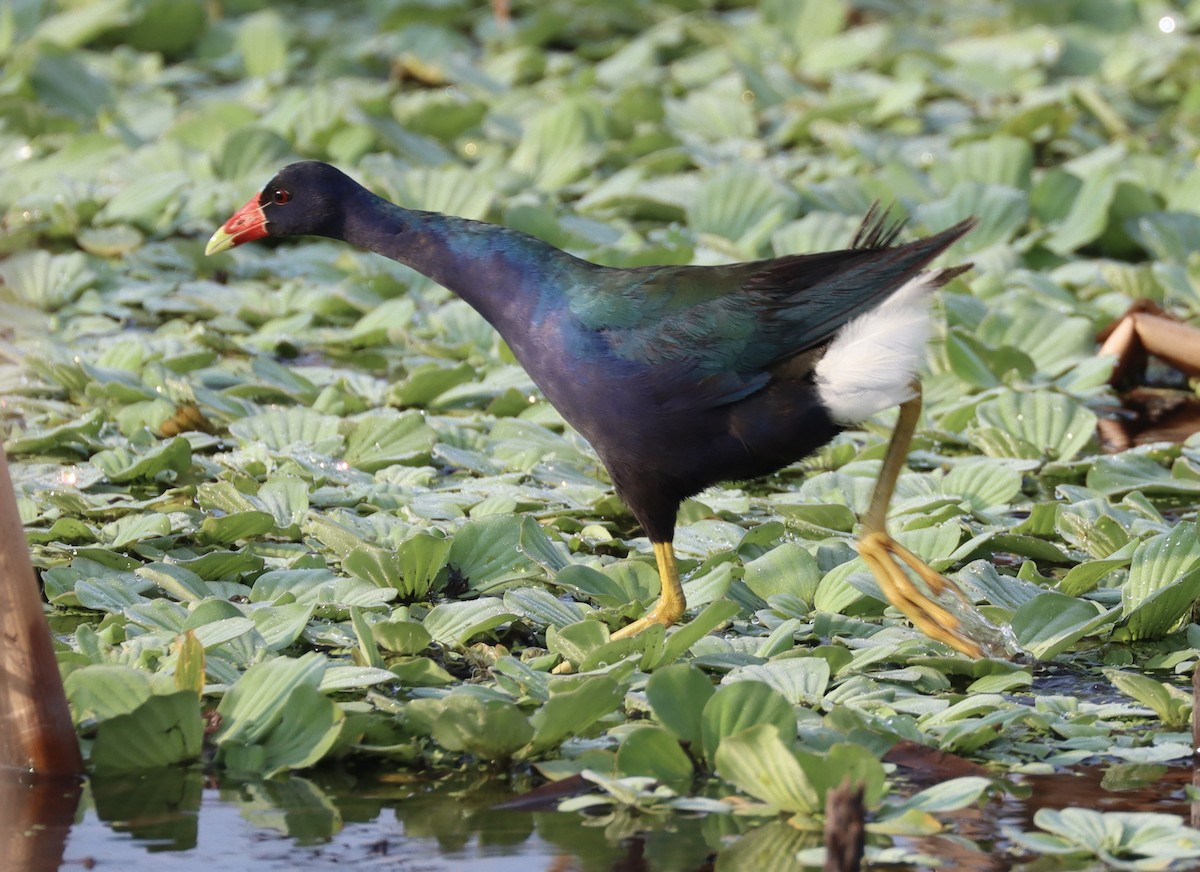 Purple Gallinule - ML622508147