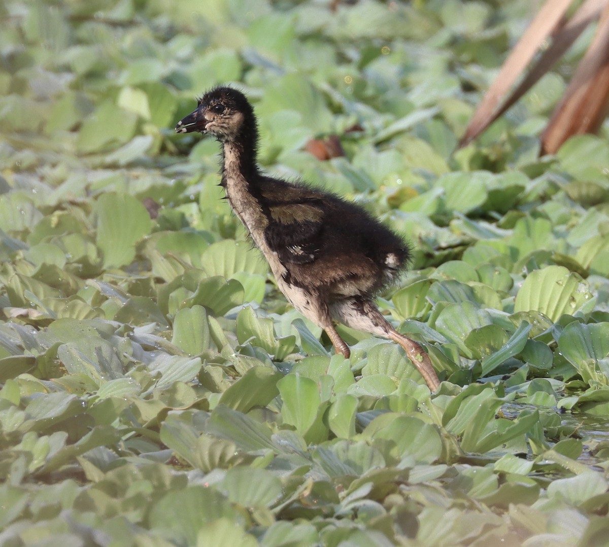 Purple Gallinule - ML622508158