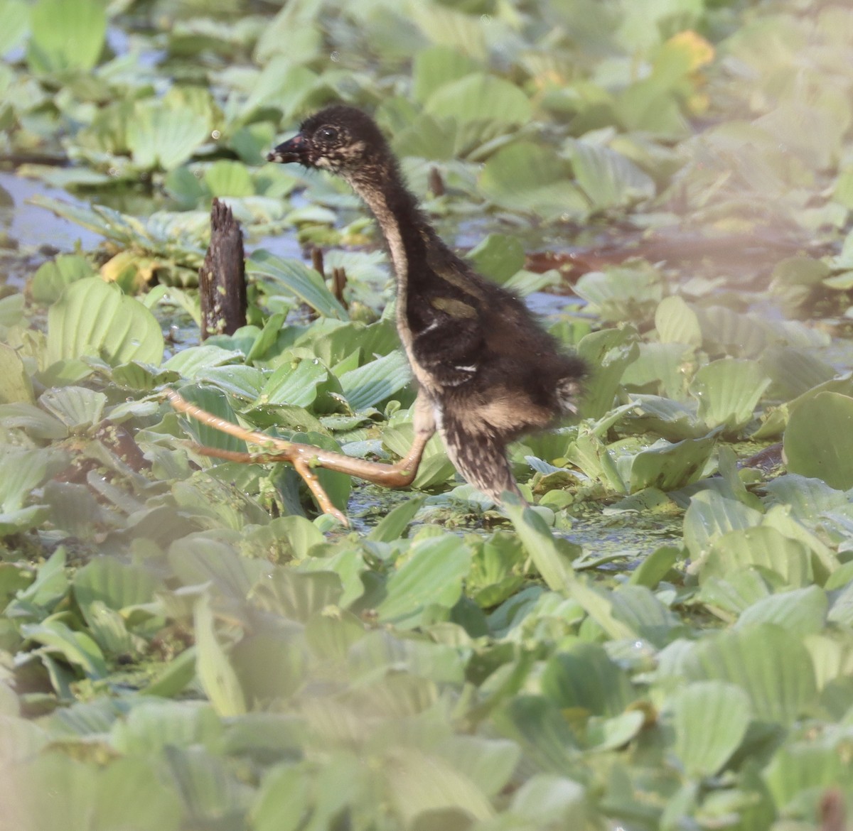 Purple Gallinule - ML622508160