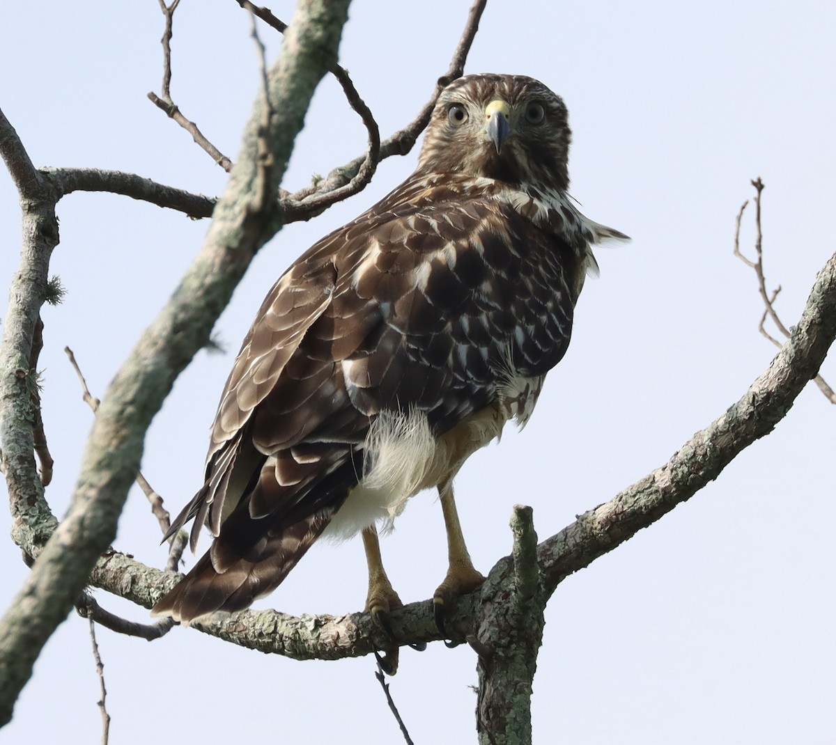 Red-shouldered Hawk - ML622508166