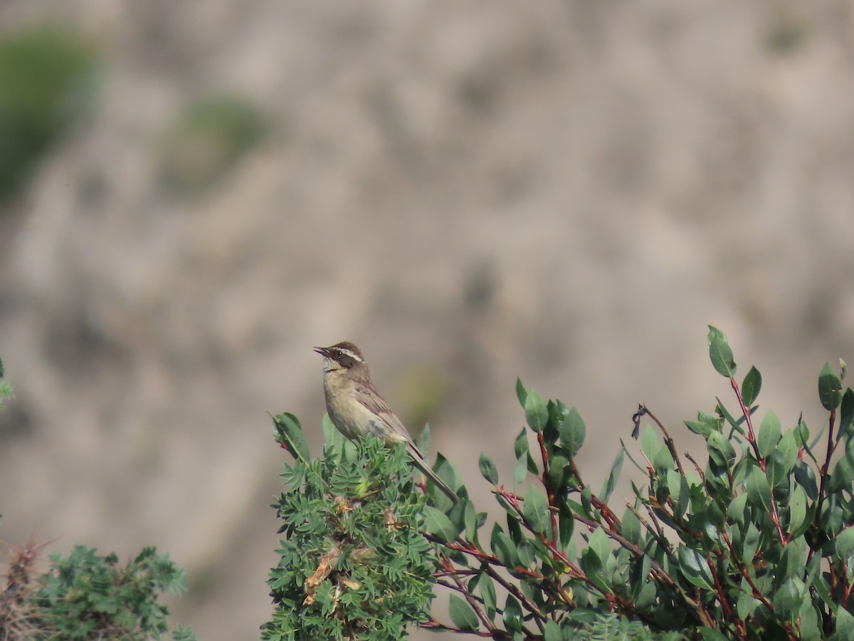 Brown Accentor - ML622508173