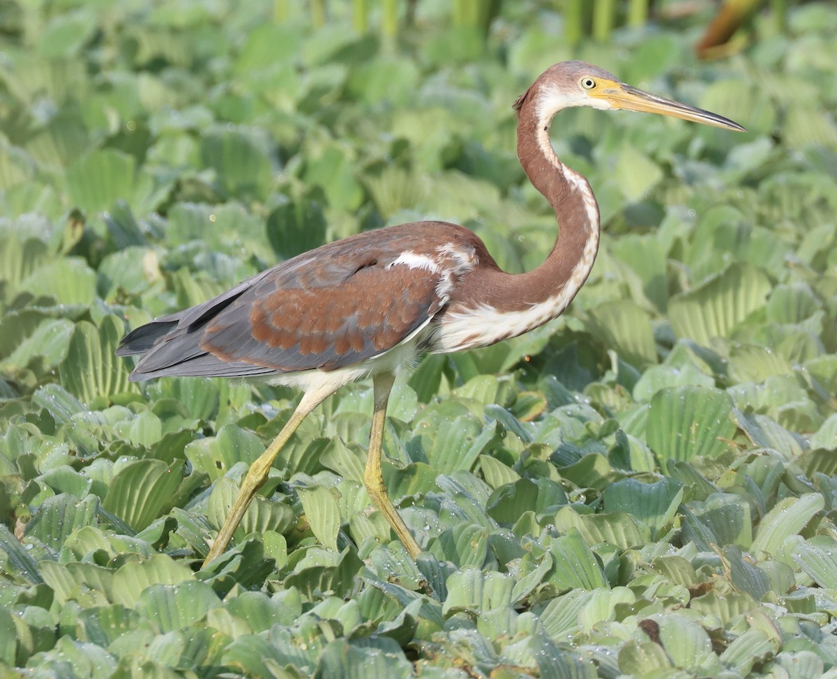 Tricolored Heron - ML622508174