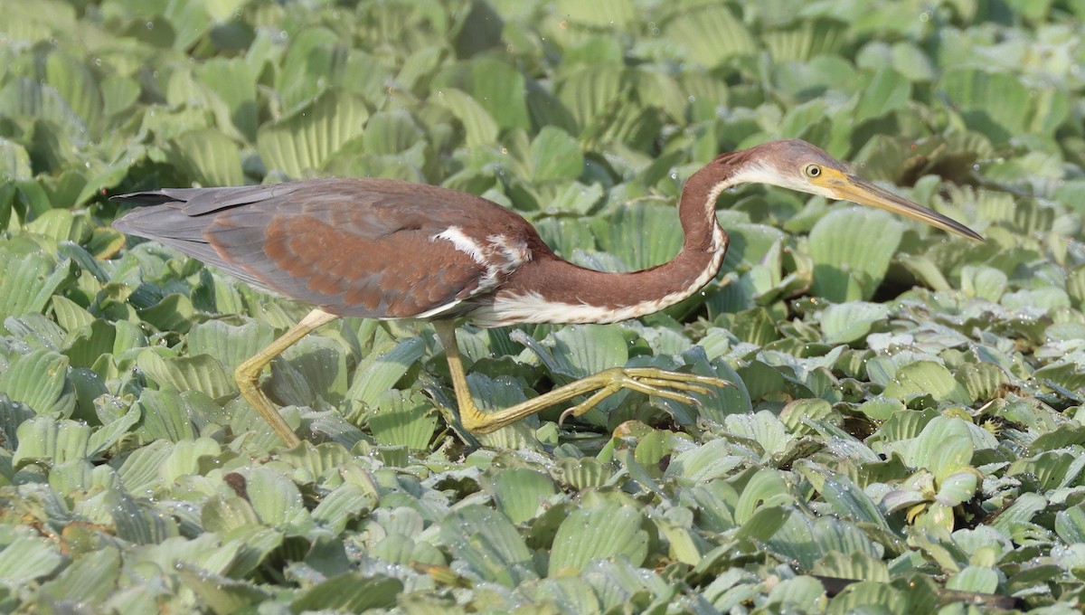 Tricolored Heron - ML622508176