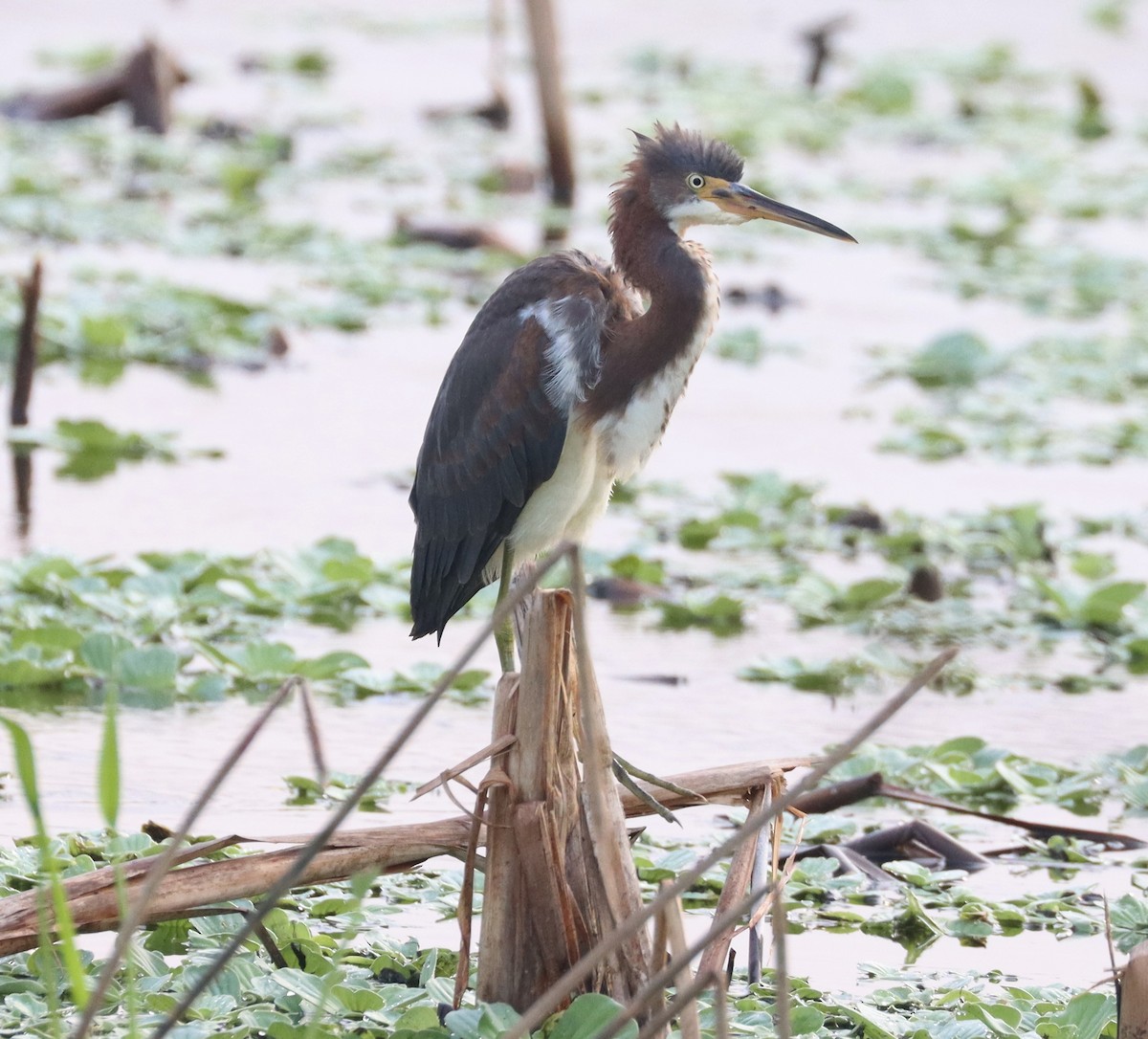 Tricolored Heron - ML622508179