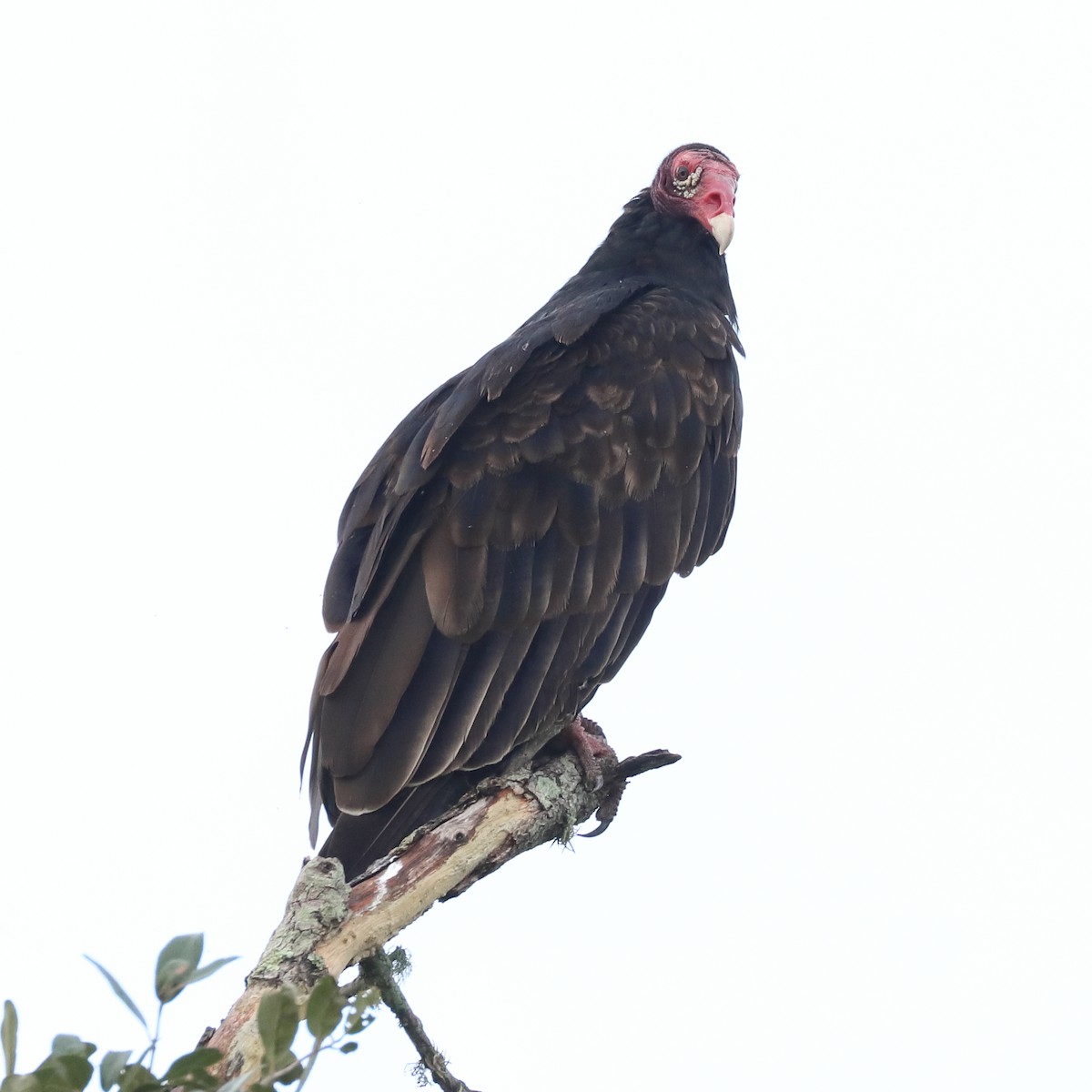 Turkey Vulture - ML622508183