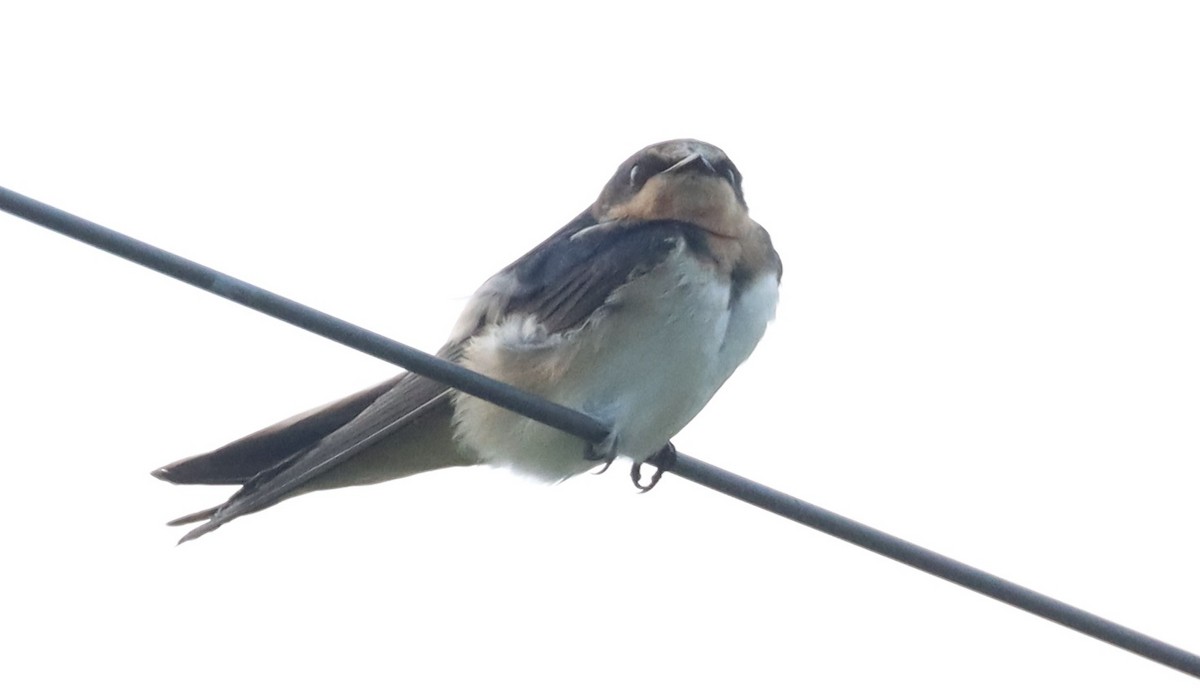 Barn Swallow - ML622508228