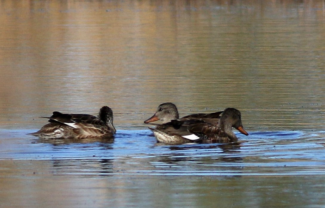 Gadwall - ML622508336