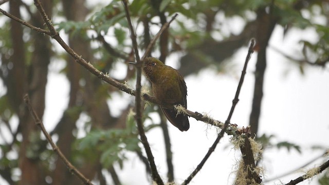 Rufous-capped Thornbill - ML622508396