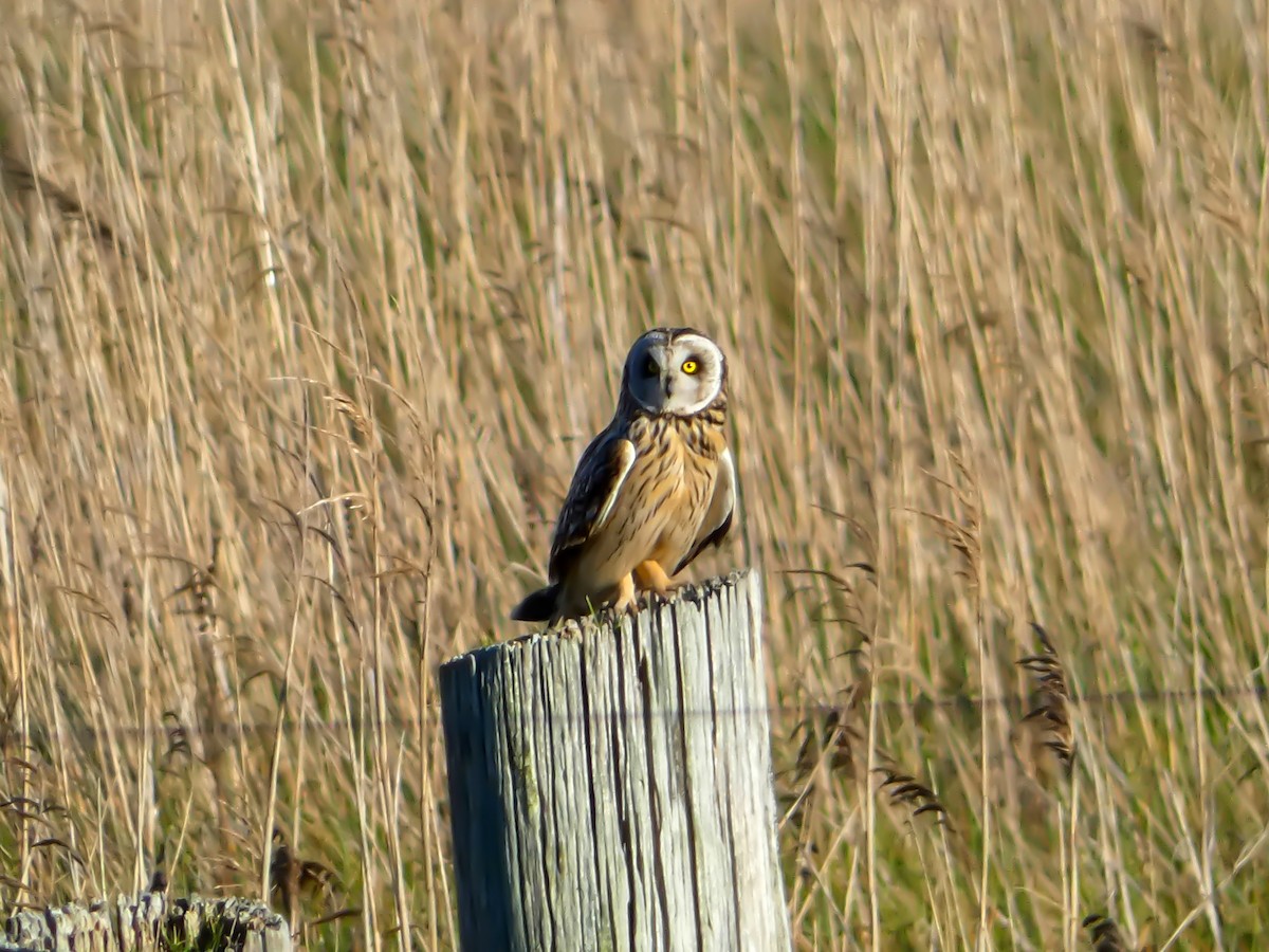 Hibou des marais - ML622508442