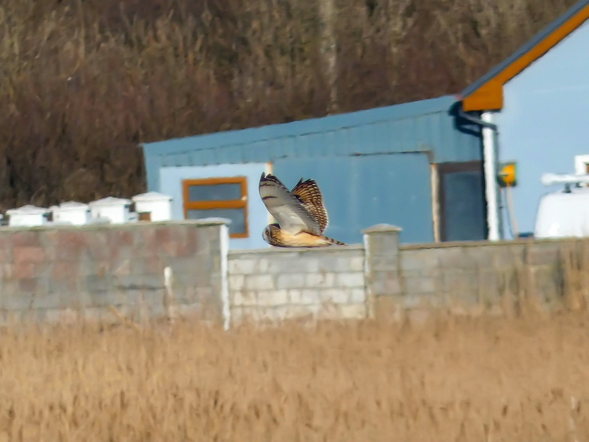 Hibou des marais - ML622508453