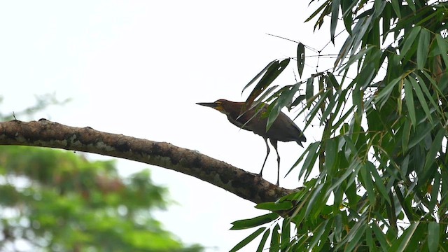 Rufescent Tiger-Heron - ML622508460