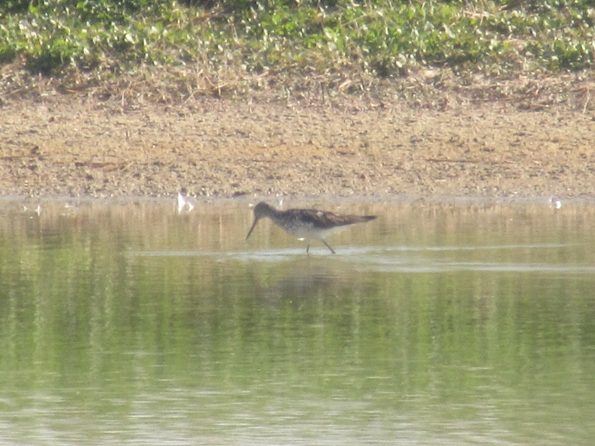 Common Greenshank - ML622508489