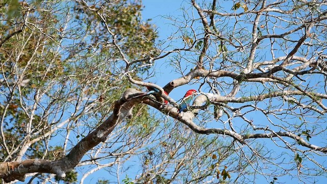 Red-and-green Macaw - ML622508521