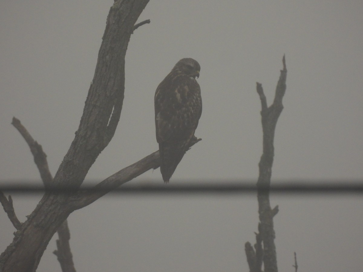 Red-shouldered Hawk - ML622508702