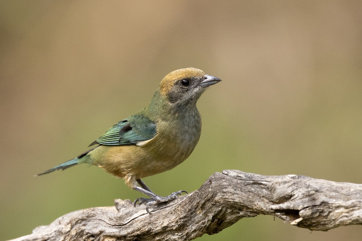 Burnished-buff Tanager (Stripe-bellied) - Niall D Perrins