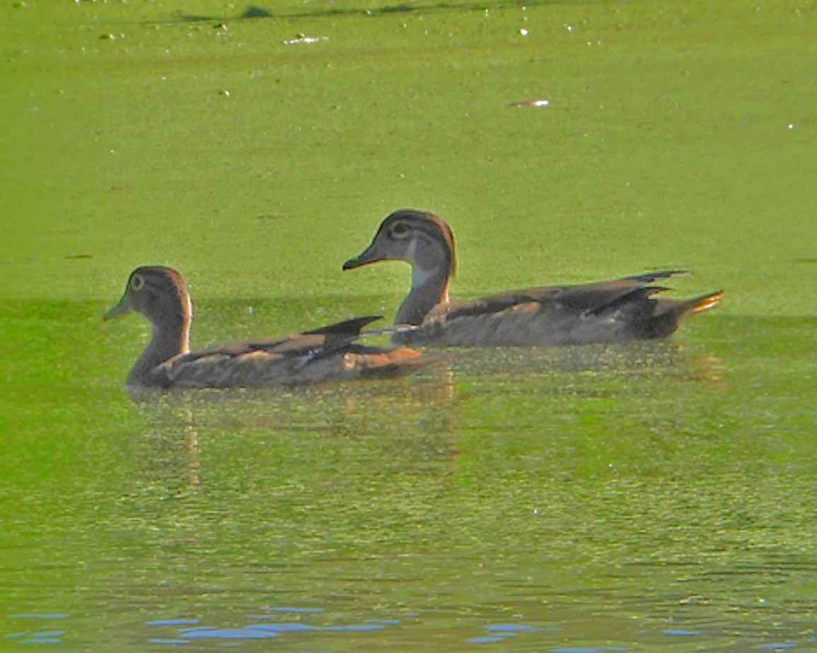 Wood Duck - ML622508891