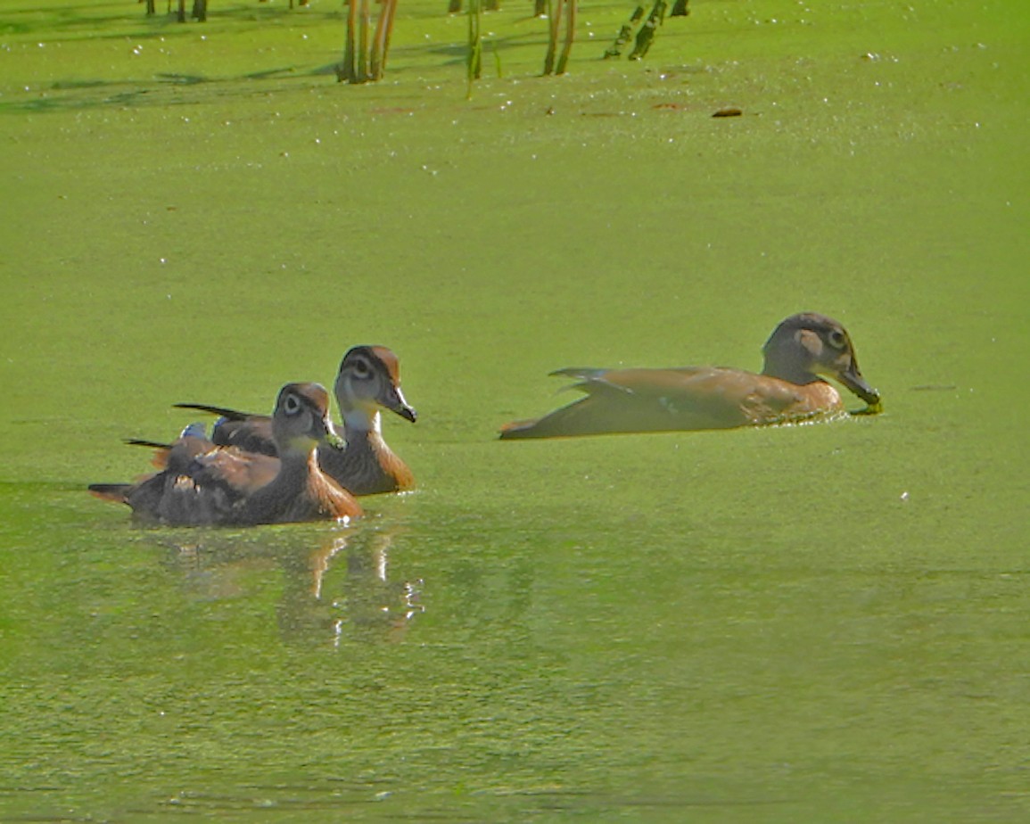 Wood Duck - ML622508900