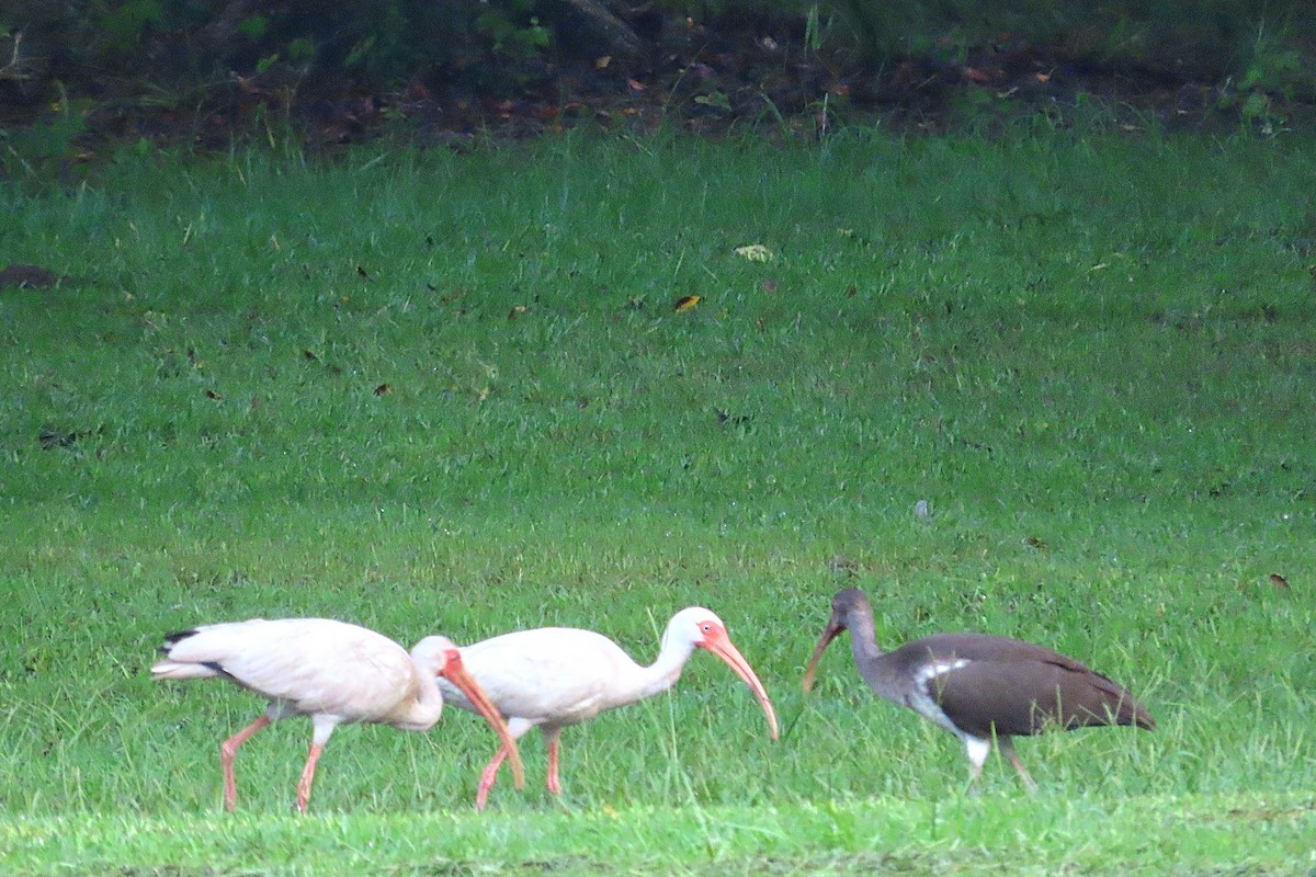 White Ibis - ML622508996