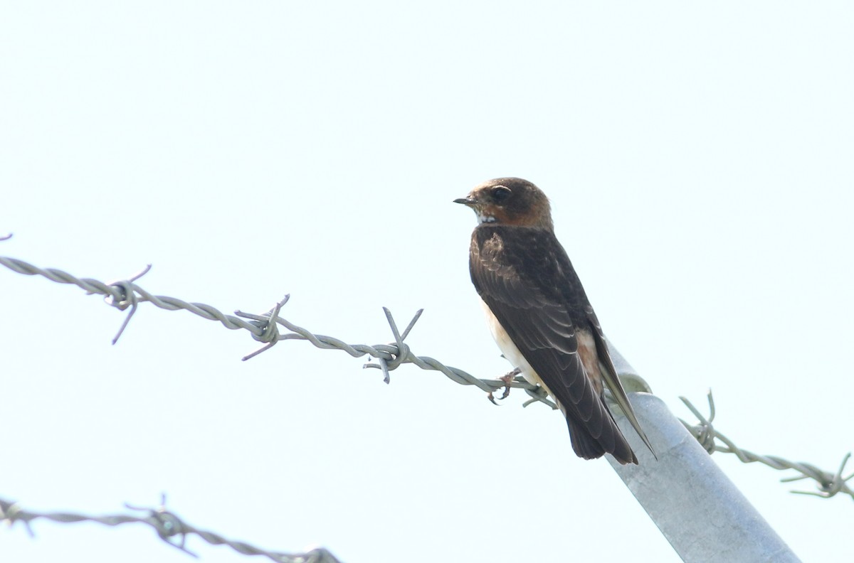 Cliff Swallow - ML622508999
