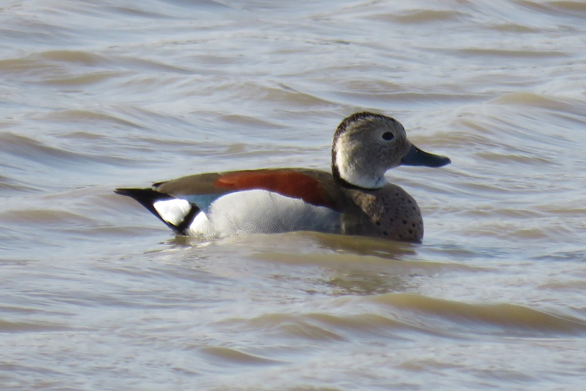 Ringed Teal - ML622509017