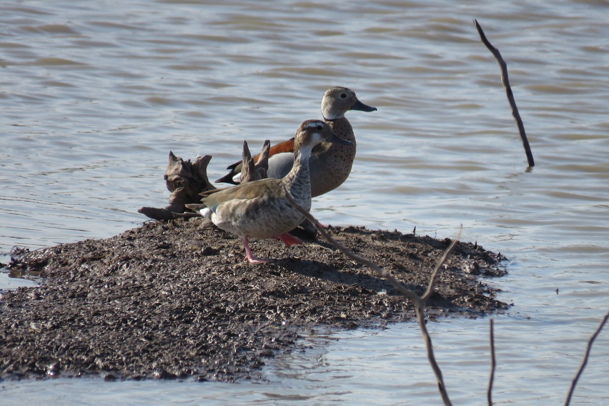 Ringed Teal - ML622509093