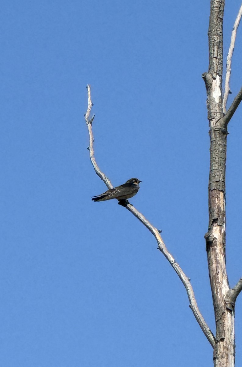 Golondrina Común - ML622509131