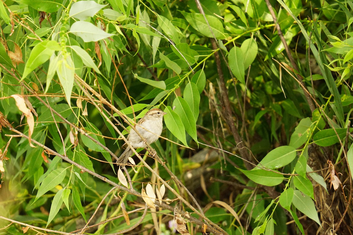 Chipping Sparrow - Nathan Reid