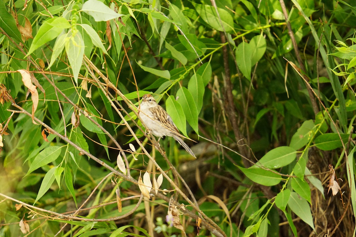 Chipping Sparrow - ML622509155