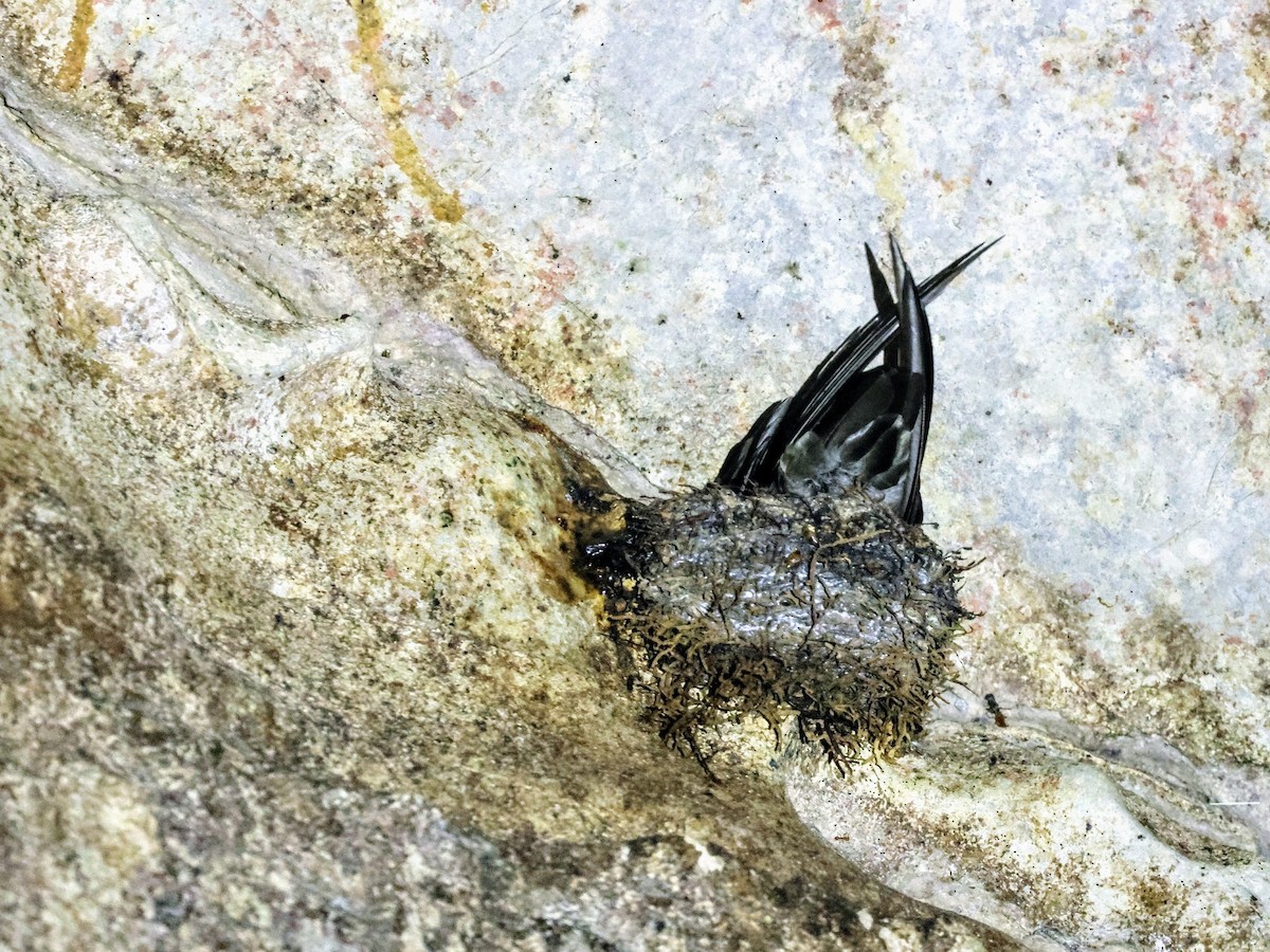 Mossy-nest Swiftlet - Glenda Khoo