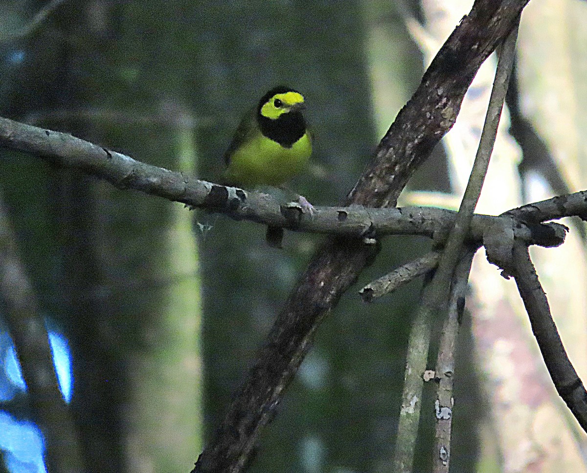 Hooded Warbler - ML622509168