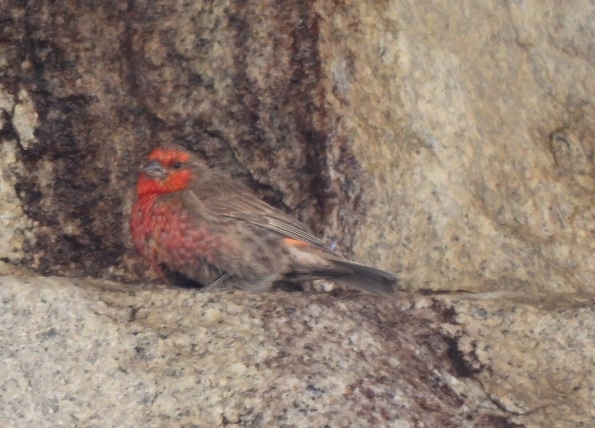 Red-fronted Rosefinch - ML622509220