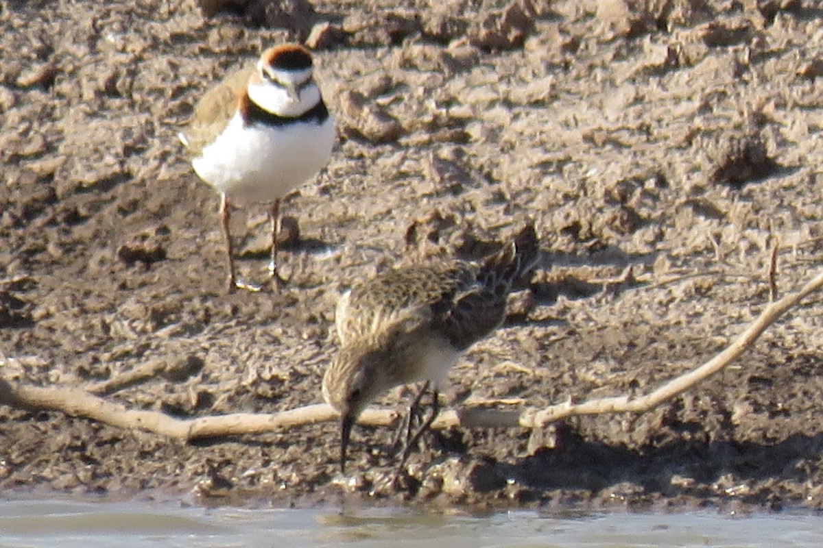 Baird's Sandpiper - ML622509238