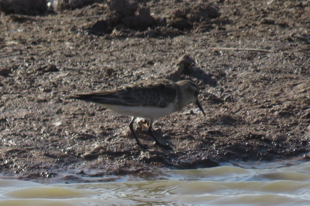 Baird's Sandpiper - ML622509239