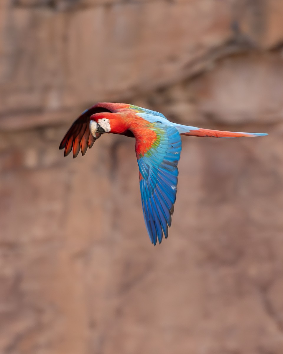 Red-and-green Macaw - ML622509361