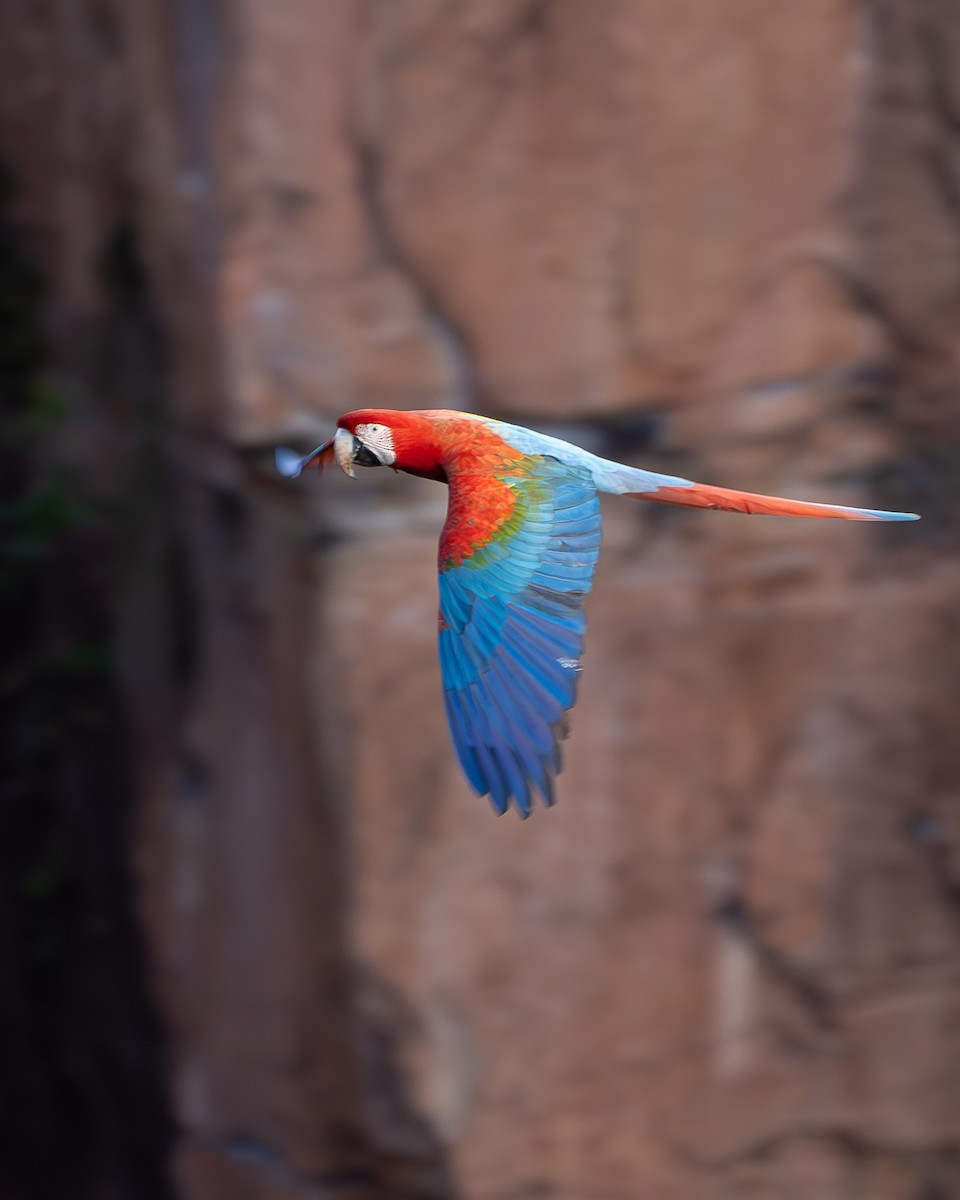 Red-and-green Macaw - ML622509362