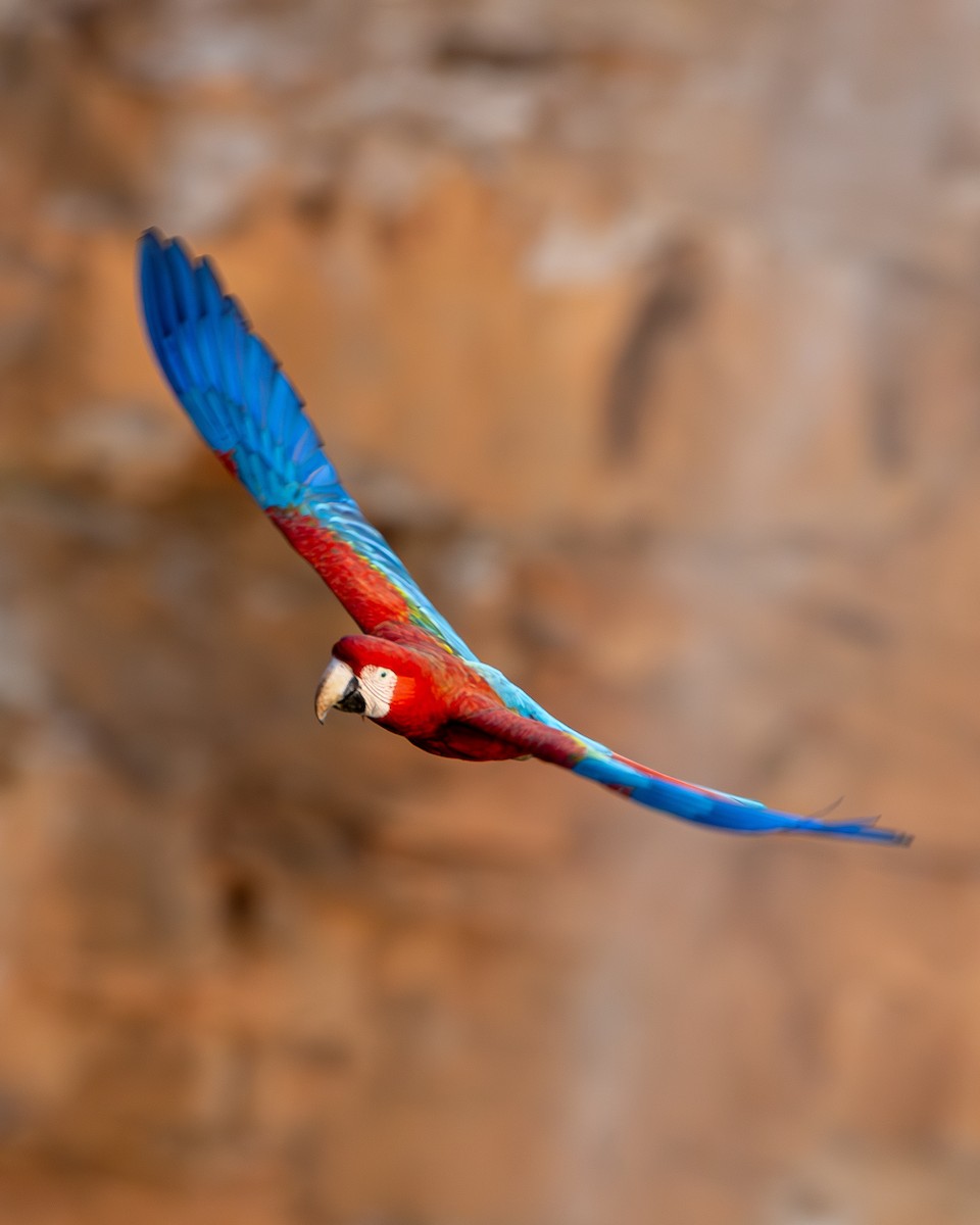 Red-and-green Macaw - ML622509365