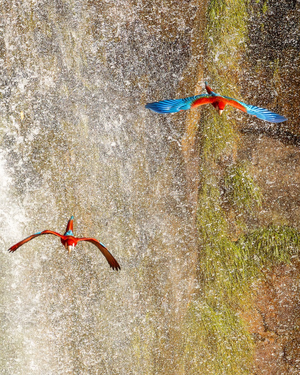 Red-and-green Macaw - ML622509366